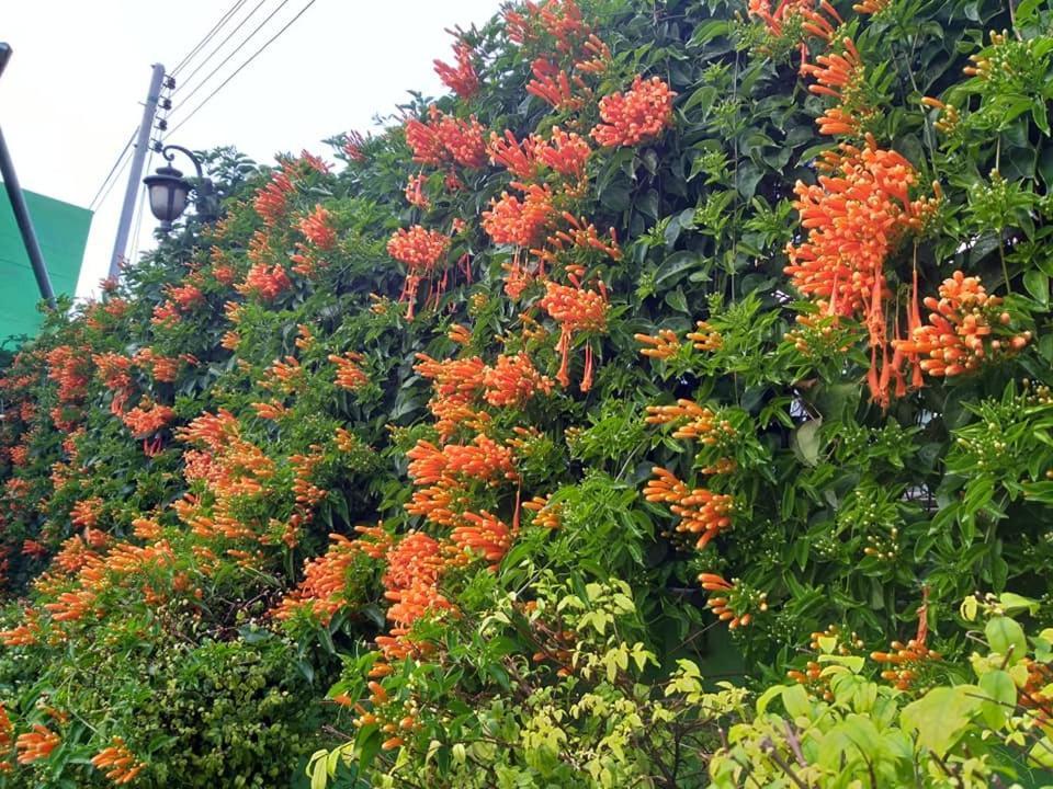 Baan Bua Homestay Chiang Rai Eksteriør billede